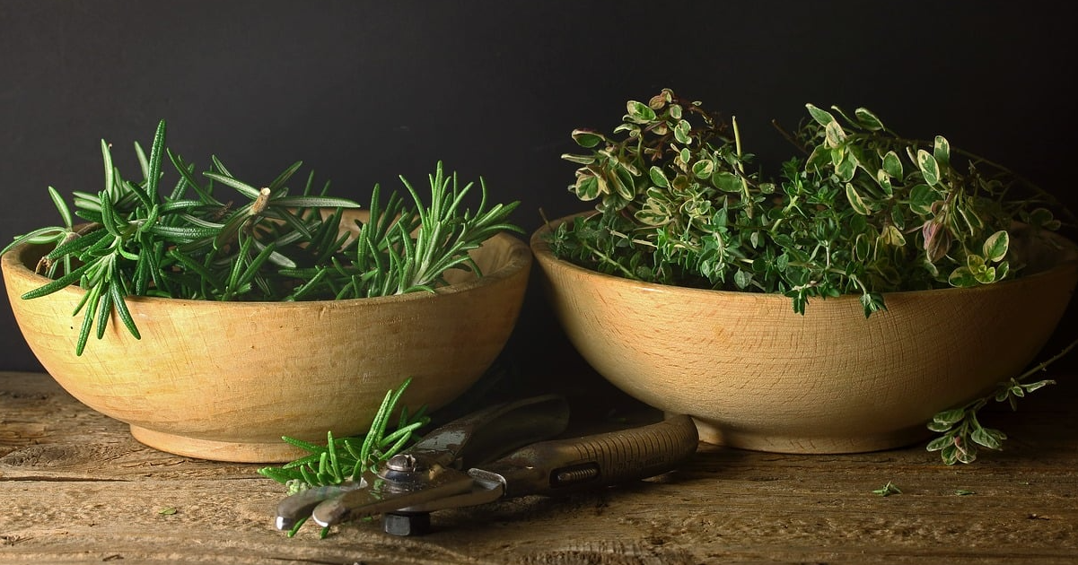 Two wooden bowls filled with fresh rosemary and thyme on a rustic wooden table, with pruning shears in the foreground, symbolising natural ecosystems, biodiversity, and sustainable environmental stewardship.