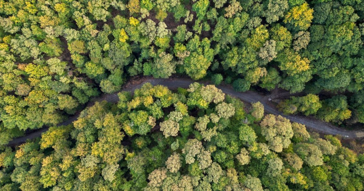Aerial view of a dense green forest divided by a winding unpaved road, highlighting the contrast between continuous tree canopy and human-made infrastructure