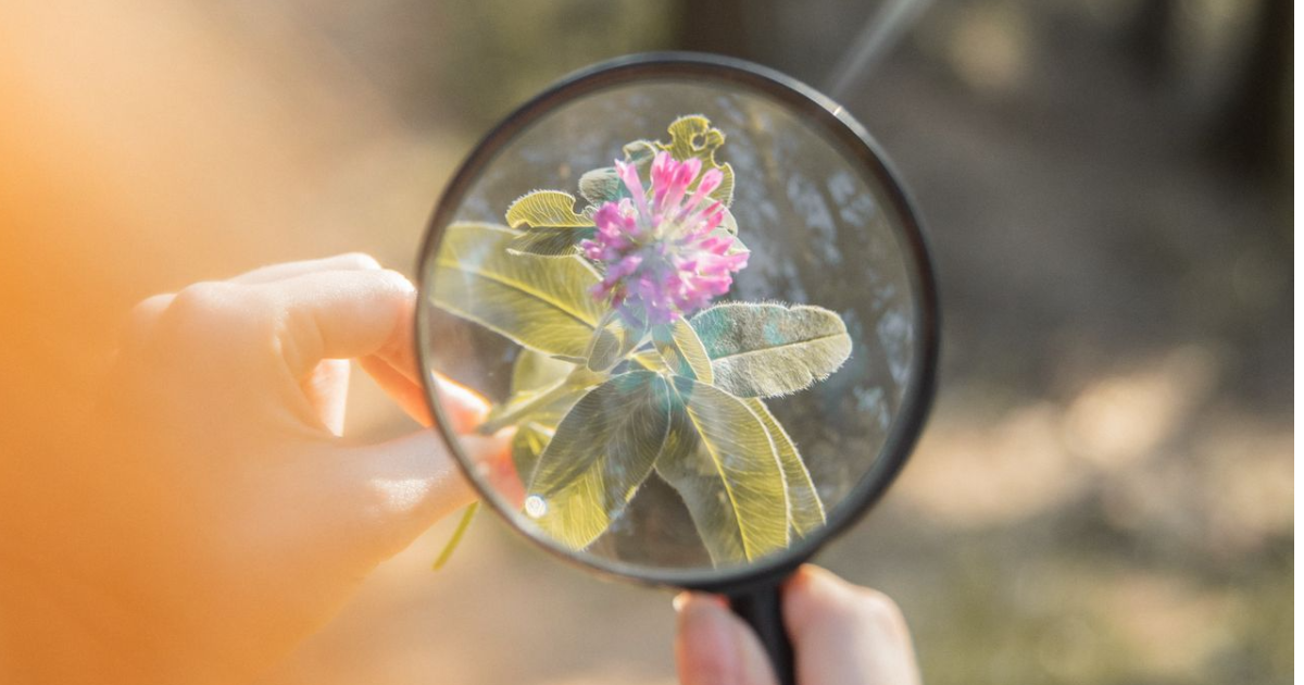 A hand holds a magnifying glass over a pink clover flower, bringing its petals and leaves into sharp focus against a softly blurred natural background with warm sunlight